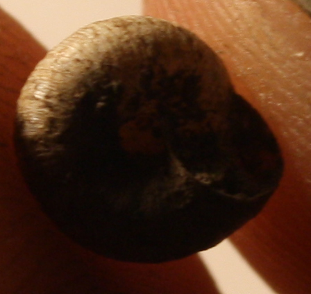 anomala xerotricha conspurcata?